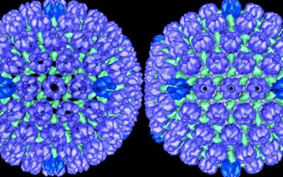 Herpes Simplex Virus Type 1: Procapsid and Mature Capsid